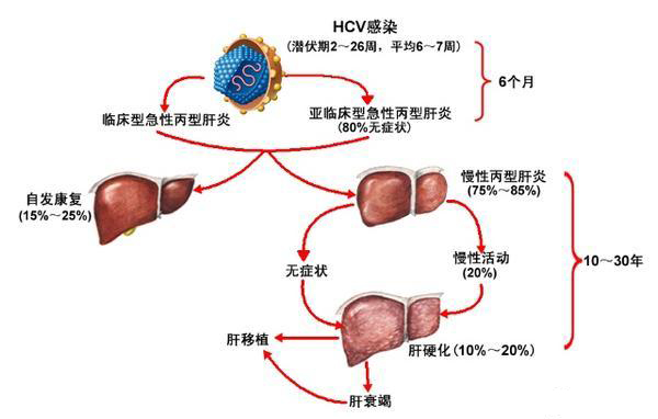 丙妇科毒复制过程